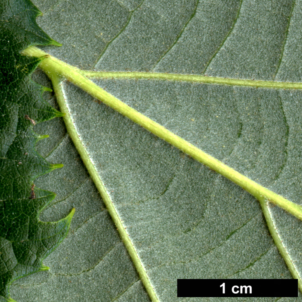 High resolution image: Family: Malvaceae - Genus: Tilia - Taxon: tomentosa - SpeciesSub: ‘Chelsea Sentinel’